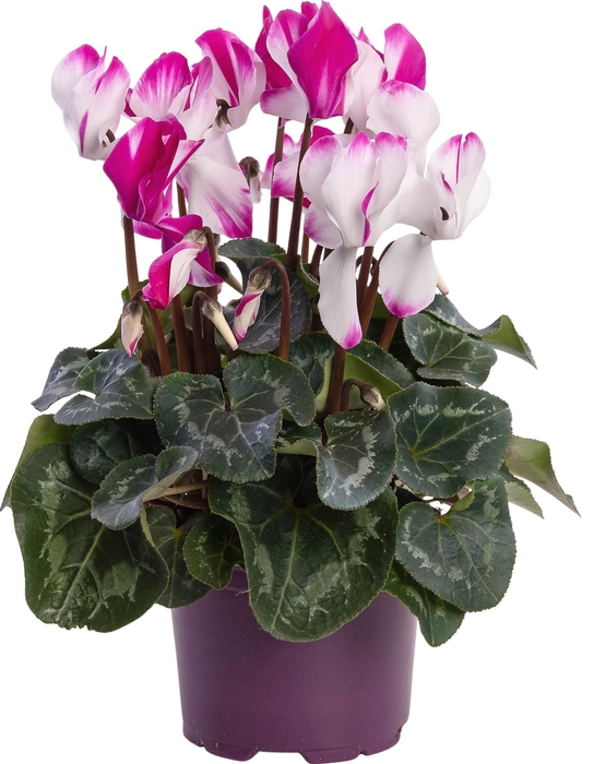 <h4>Cyclamen Fusion paars</h4>
