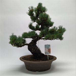 Pinus Parviflora Bonsai 'E2' 32 cm (herkomst: Japan)