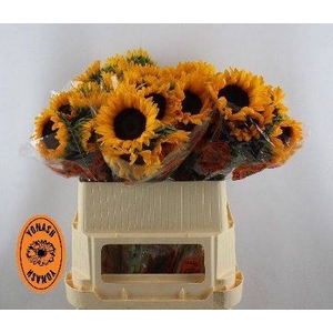 Helianthus Orange Fire Yonash