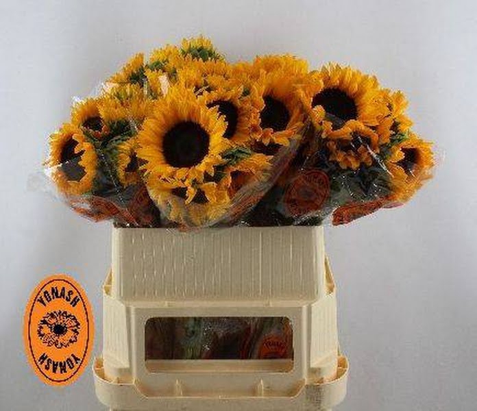 <h4>Helianthus Orange Fire Yonash</h4>