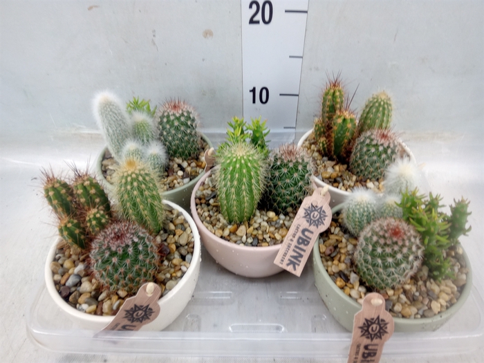 <h4>Cactus   ...mix</h4>