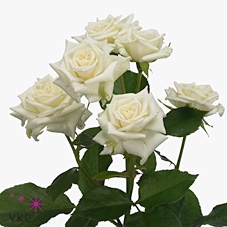 Rosa spray jeanine