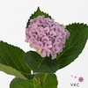 Hydrangea mag revolution