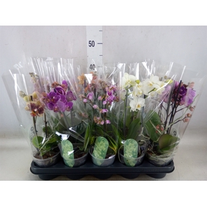 Phalaenopsis multi.   ...mix  4