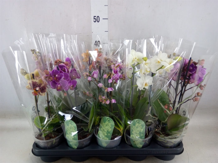 <h4>Phalaenopsis multi.   ...mix  4</h4>