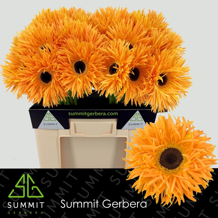 <h4>Gerbera Spider Bambu Water</h4>