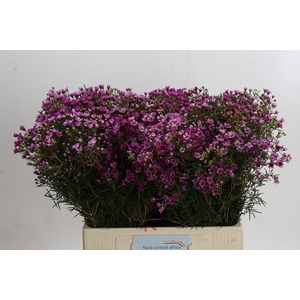 Chamelaucium Jupiter