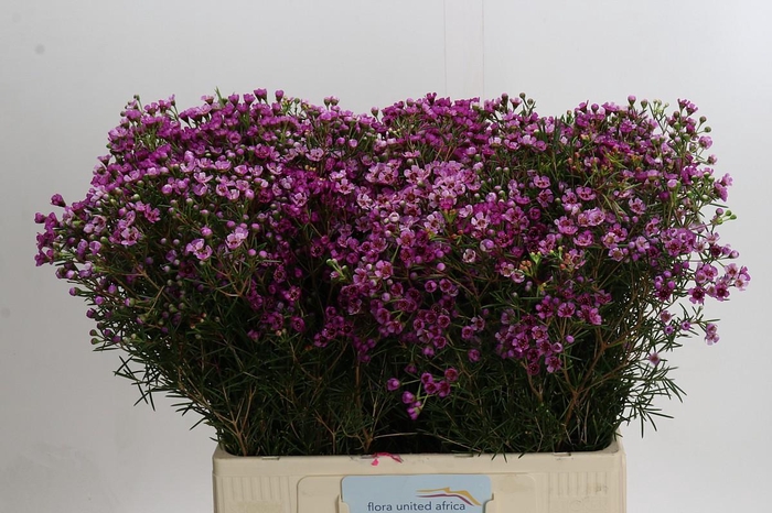 <h4>Chamelaucium Jupiter</h4>