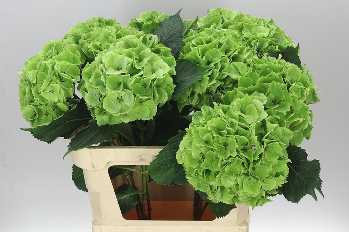 <h4>Hyd Emerald Classic</h4>
