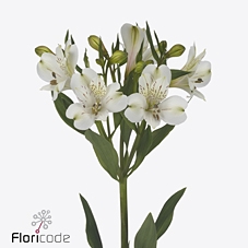 Alstroemeria white swan