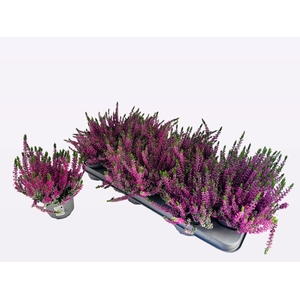 CALLU WIBOS ROT