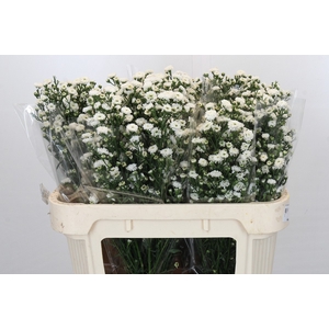 Aster White Gypsy