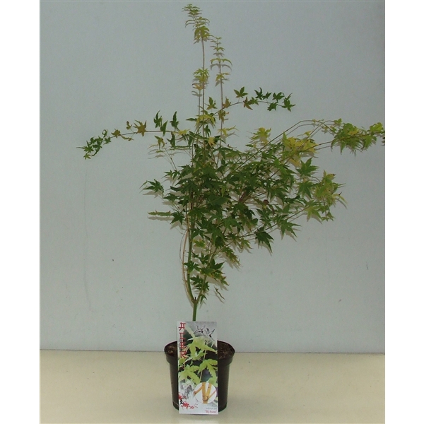 <h4>Acer palmatum 'Bi Hoo' P19</h4>