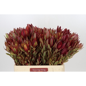 Leucadendron Jester Spray