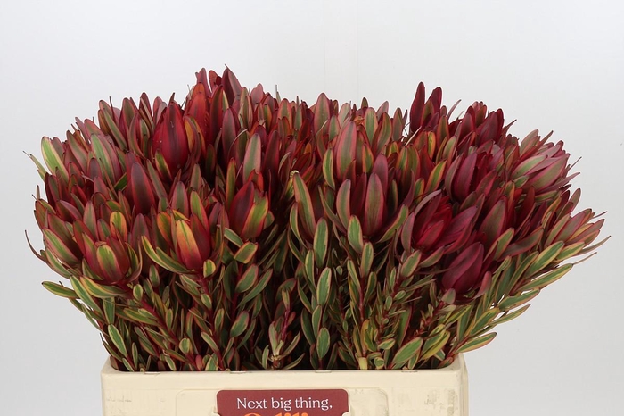 <h4>Leucadendron Jester Spray</h4>