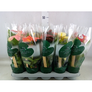 Anthurium   ...mix 4