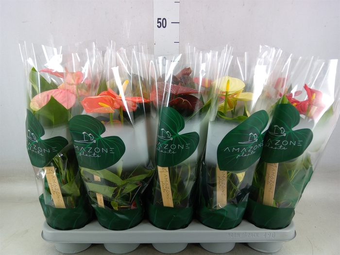 <h4>Anthurium   ...mix 4</h4>