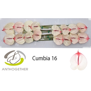 ANTH A CUMBIA 16
