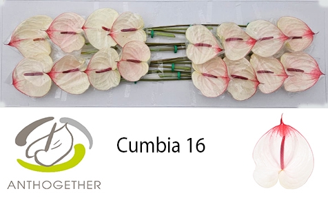 <h4>ANTH A CUMBIA 16</h4>