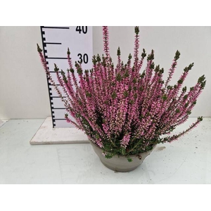 CALLU GA G ROSITA