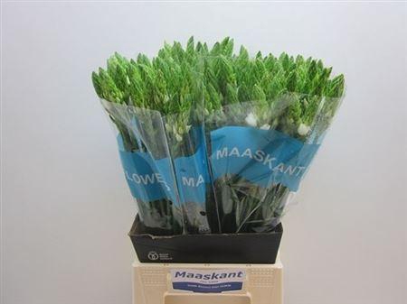 <h4>Ornit Thyrsoides</h4>