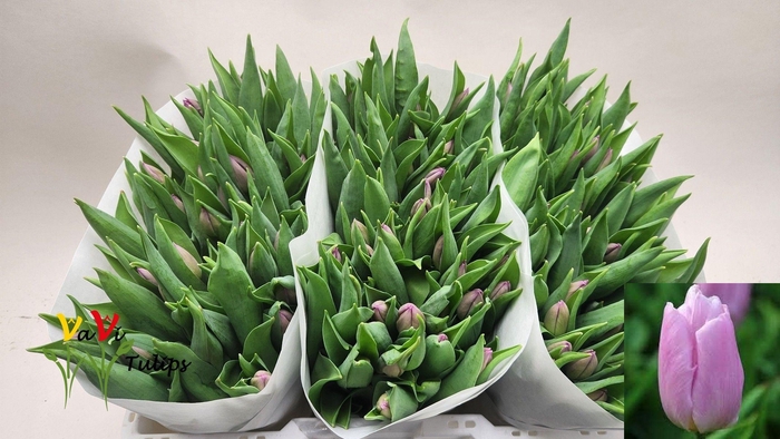 <h4>Tu En Candy Prince</h4>