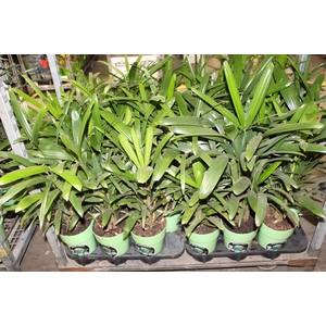 PALMEIRA RAPHIS P17