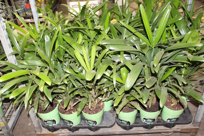 <h4>PALMEIRA RAPHIS P17</h4>