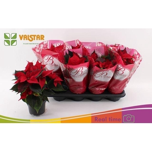 EUPHOR POINSETTIA RED P13