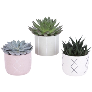 Succulenten mix 10,5 cm in tuvalu pot