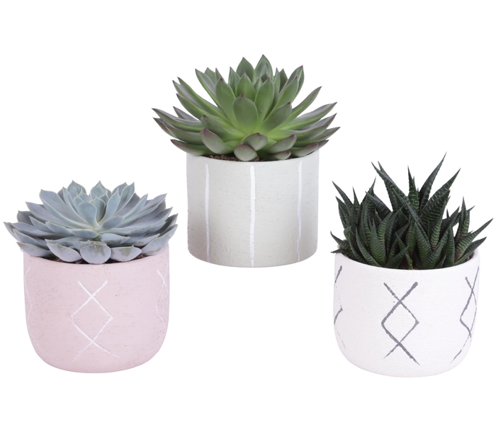 <h4>Succulenten mix 10,5 cm in tuvalu pot</h4>