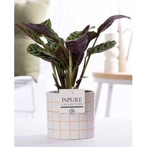 Ctenanthe Burle Marxii in P&PURE Tirza ceramics