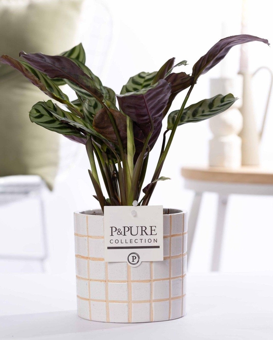 <h4>Ctenanthe Burle Marxii in P&PURE Tirza ceramics</h4>
