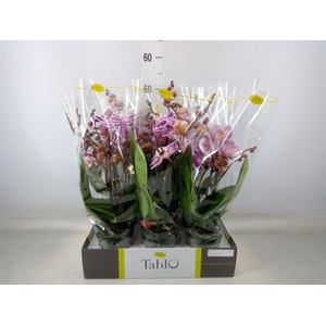 Phalaenopsis   ...rose