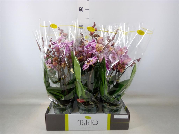 <h4>Phalaenopsis   ...rose</h4>