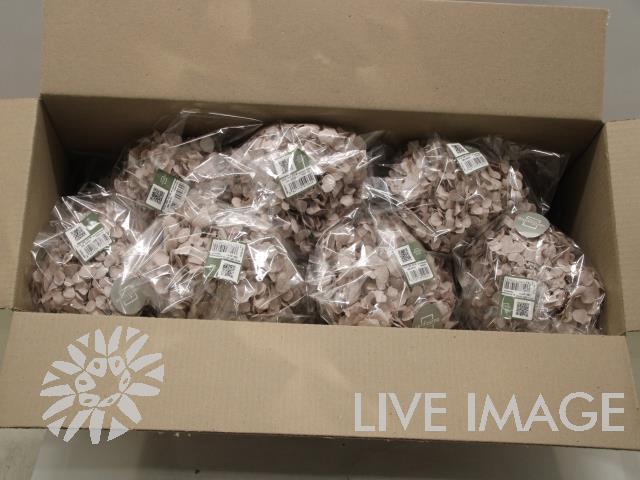 Dried hydrandea hazelnut