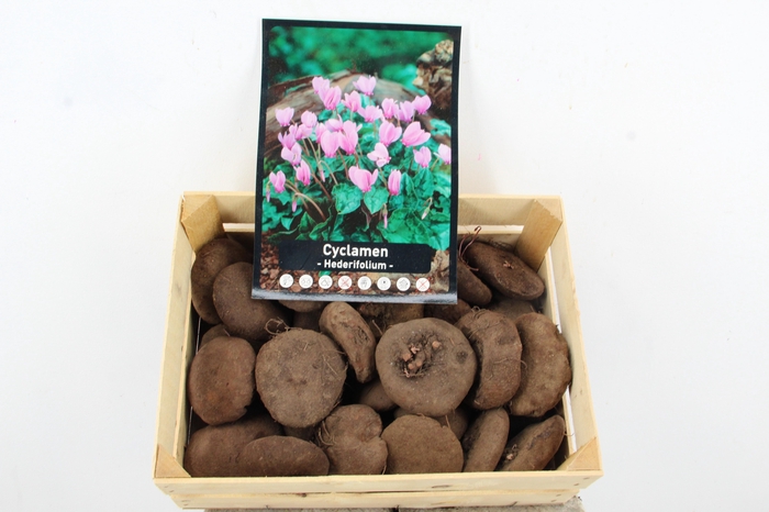 BOL COLCHICUM X30