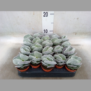 Cotyledon undulata