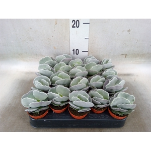 Cotyledon undulata