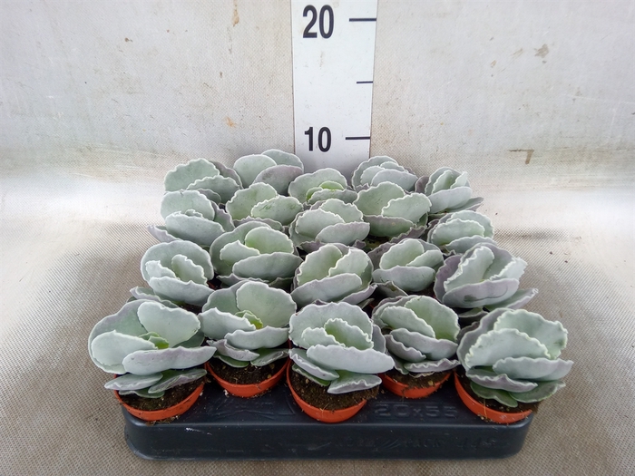 <h4>Cotyledon undulata</h4>