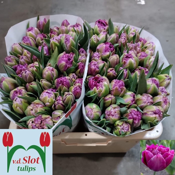 <h4>TU DU SHOWCASE</h4>