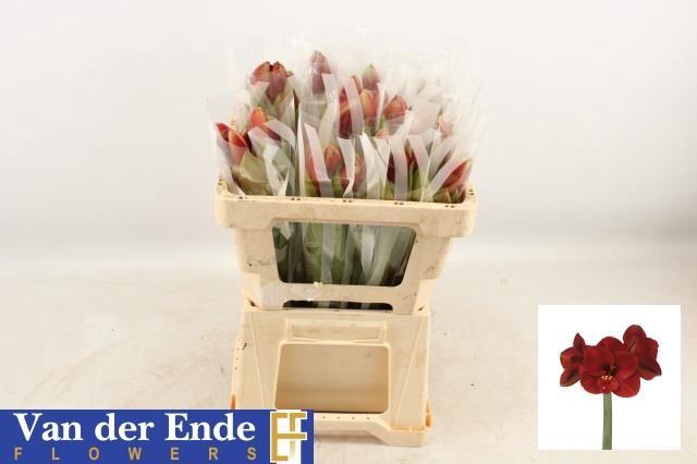 <h4>HIPP GA FERRARI</h4>