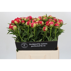 Paeonia Raspberry Charm