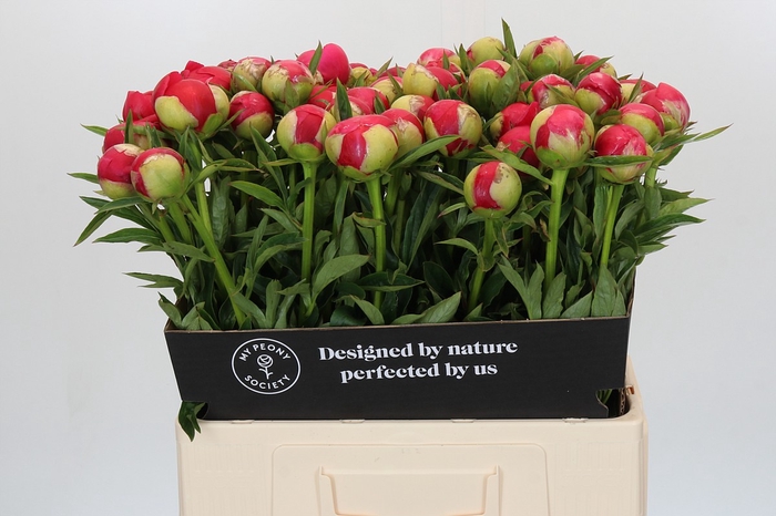 Paeonia Raspberry Charm