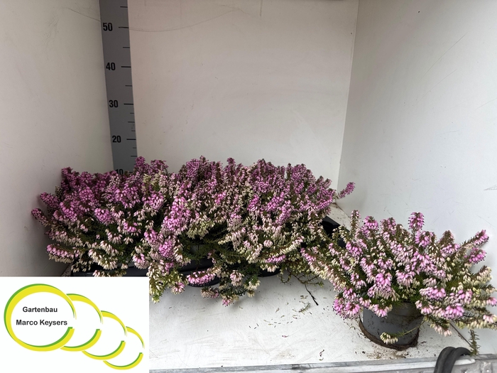 <h4>ERIC CARNEA</h4>