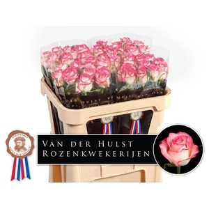 R Gr Jumilia Dutch Hulst