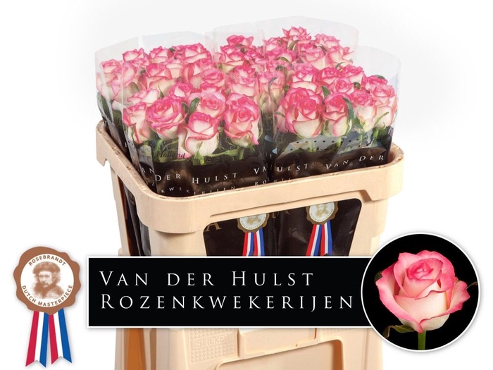<h4>R Gr Jumilia Dutch Hulst</h4>