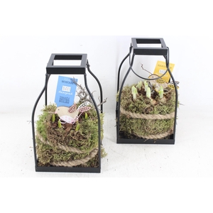 arr4 Bollenmix MB - lantaarn kl. 338/6