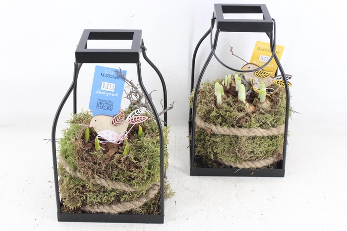 <h4>arr4 Bollenmix MB - lantaarn kl. 338/6</h4>