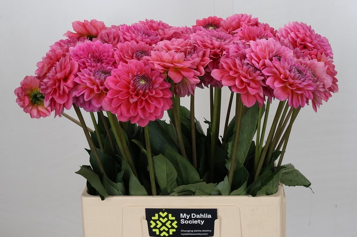 <h4>Dahlia Pink Runner</h4>